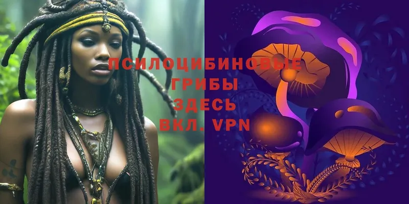 Псилоцибиновые грибы Psilocybe  закладки  Курганинск 